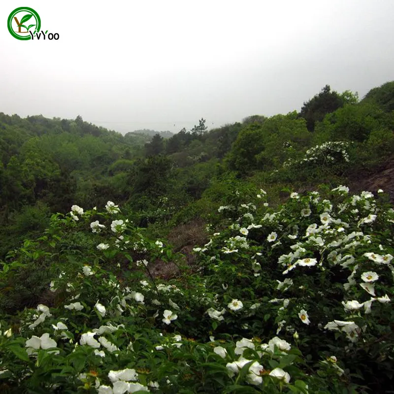 Cherokee rose Seeds Rare Flower Seeds DIY Home Garden plant Easy to Grow 50 Partarticles / H08