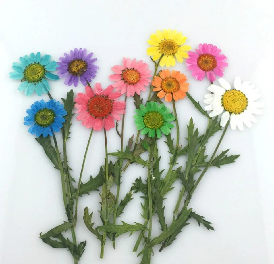 100個のプレス乾燥ひまわりの花の植物herbarium diy素材ジュエリーペンダントブレスレットリングのイヤリング製アクセサリー