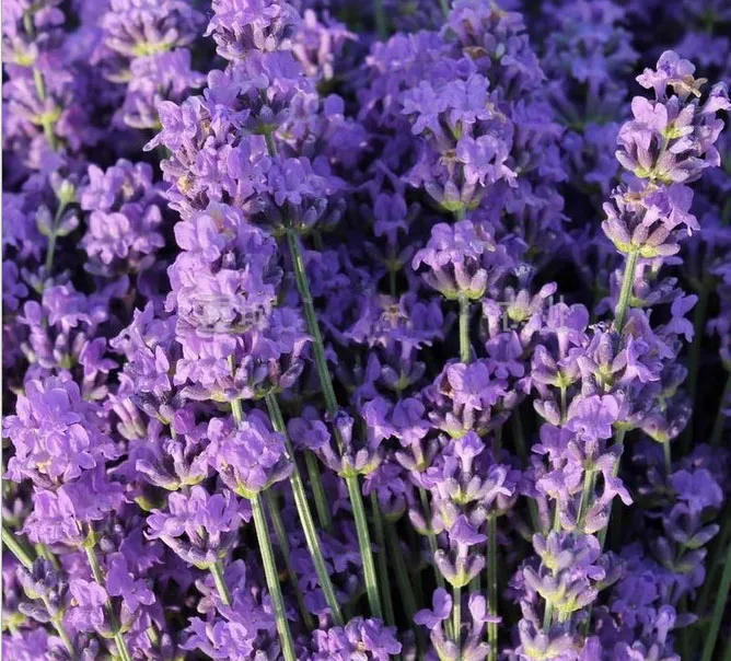 1 kg de lavande séchée organique de fleur de lavande séchée organique épice  de remplissage FT-