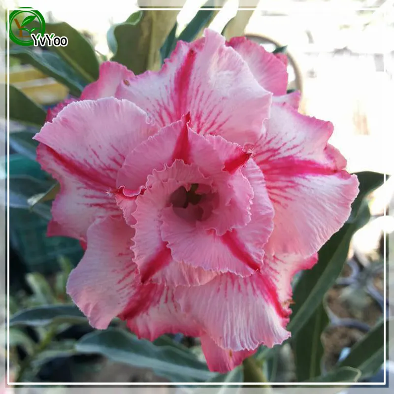 Desert Rose Seeds Bonsai Flower Plant Seeds Molto fragrante 5 particelle / lotto B015