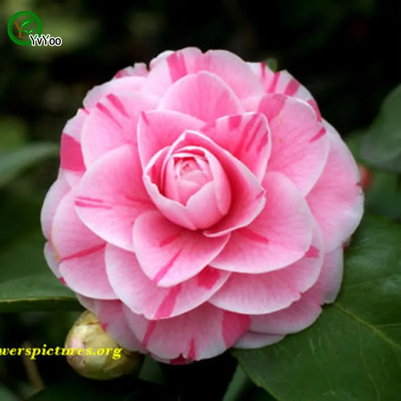 Camellia Seeds Organic Flower Seeds Indoor Bonsai plant 10 particles / F012