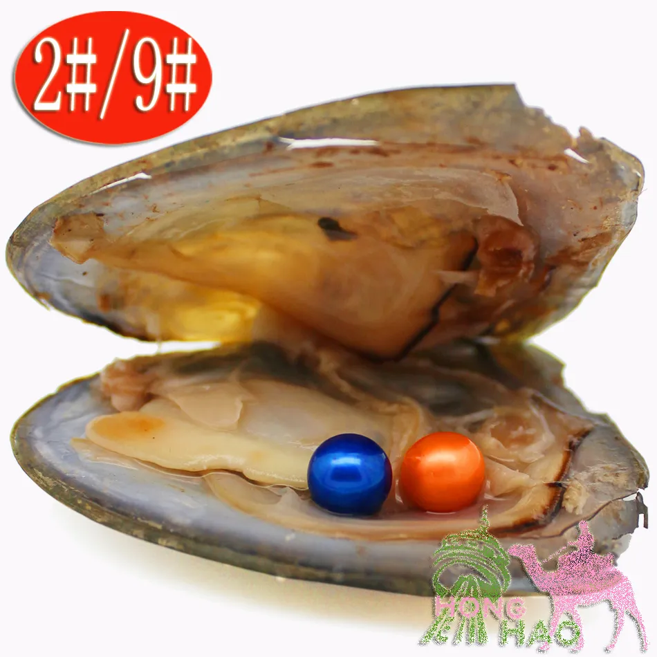 Joyería regalo cáscara deseo perla ostra envasado al vacío 6-7 mm / 7-8 mm ostra perla 28 colores pueden elegir / perla natural de agua dulce