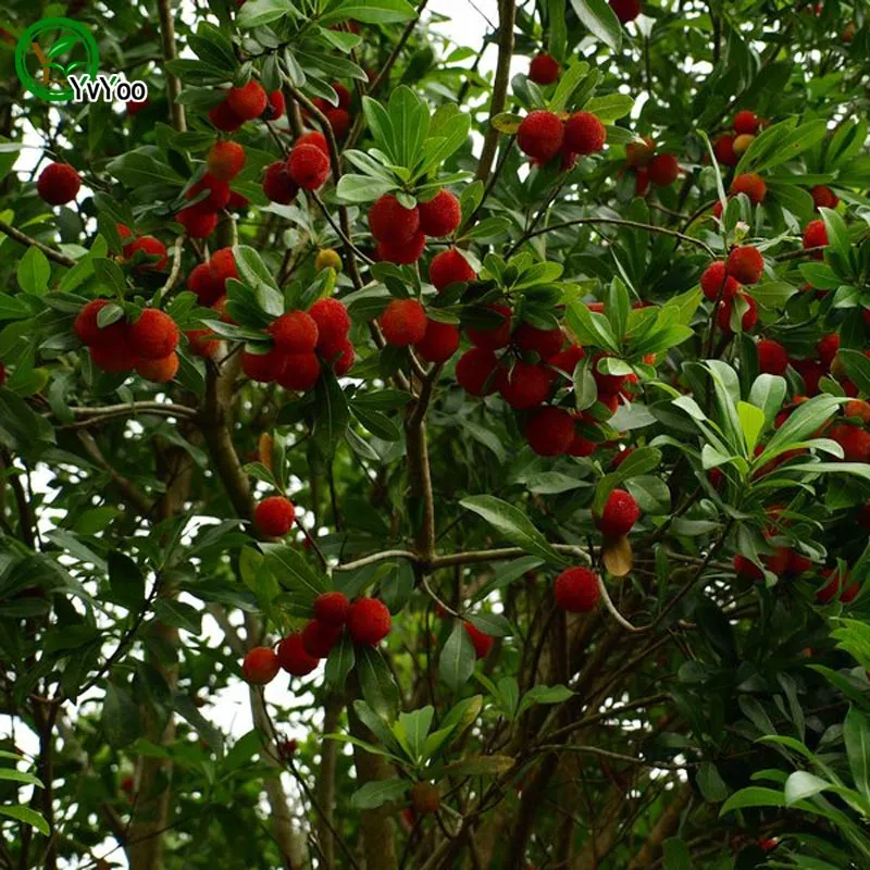 Semi rossi Bayberry Semi da giardino Bonsai Semi di frutta e verdura biologica Z013