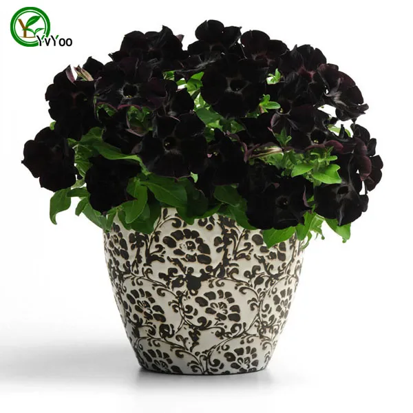 Semi di petunia nera Semi di fiori Bonsai Semi di piante molto fragranti 200 particelle / lotto E011