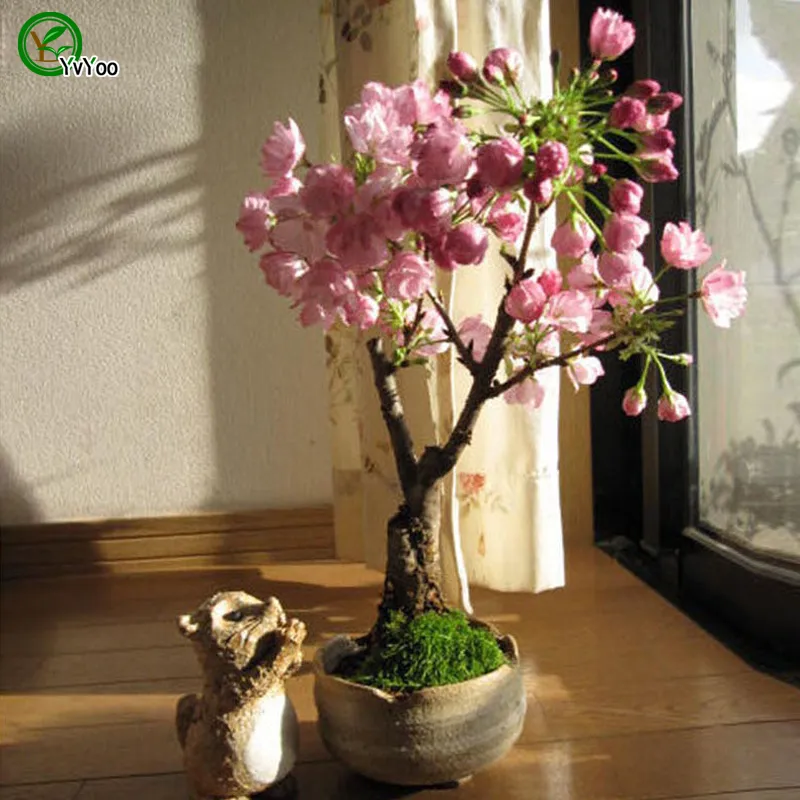 I fiori di ciliegio Seeds Seeds indoor fioritura della pianta dei bonsai 10 particelle molto D017 /