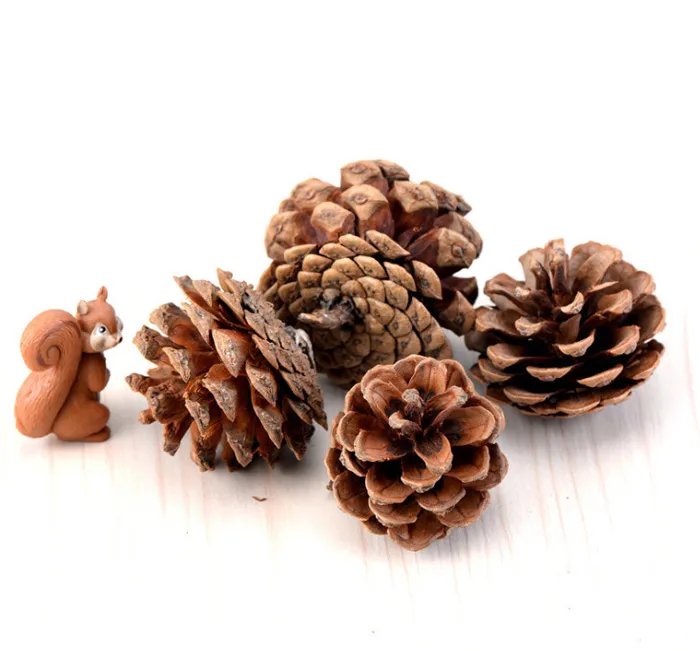 Natural Hemlock cones Tiny Pine Cones Forest Wood Garden Rustic Craft Christmas Wedding Decoration DIY Decor Miniatures