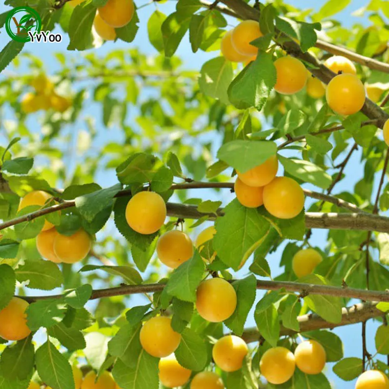 Semi dell'albero di albicocca Delizioso frutto mini semi di frutta in vaso semi di frutta interessanti pianta bonsai 5 particelle / lotto V017