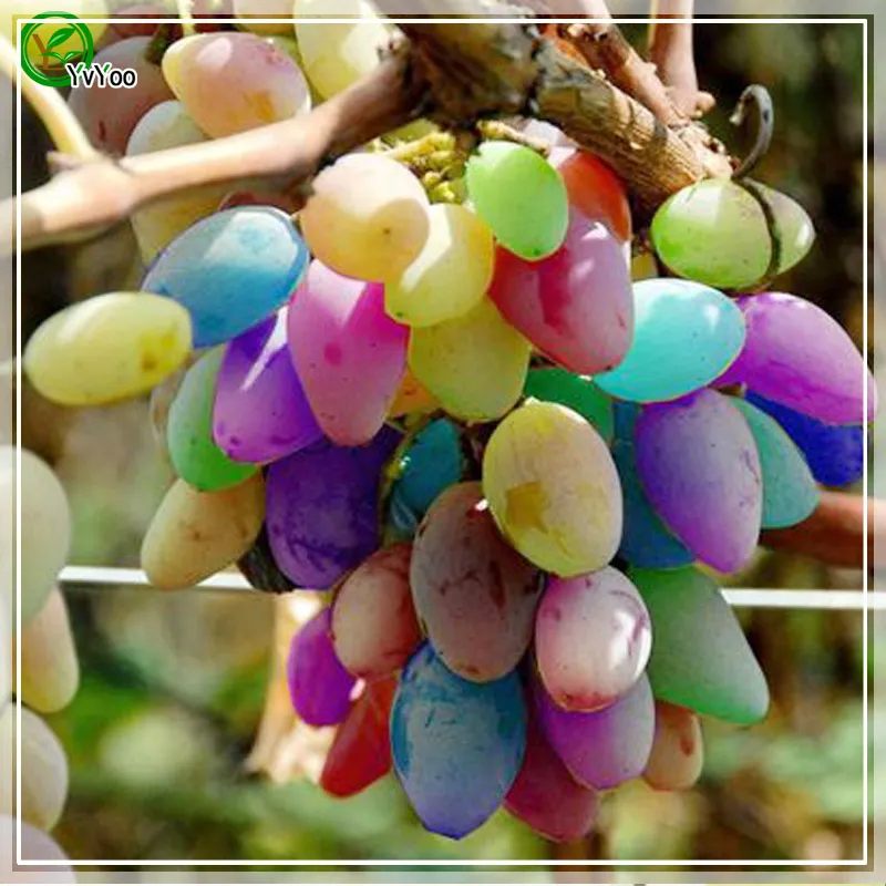 Kleurrijke druivenpitten organische fruitboomzaden huis tuin fruit plant, kan worden gegeten! 30 stks G018