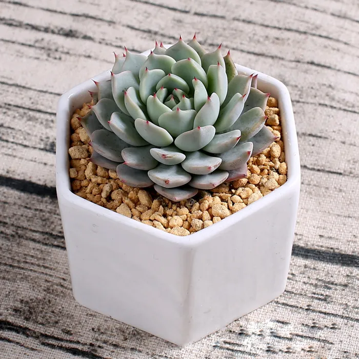 MOQ céramique pots succulents en gros Hexagone Carré mini blanc porcelaine pots à fleurs fournisseurs pour le décor de la maison de mariage plateau en bambou