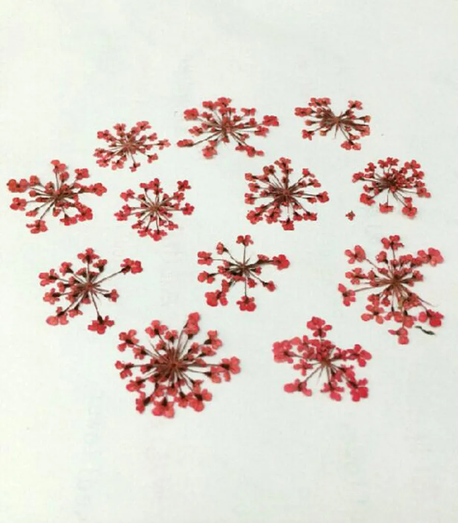 100 pezzi pressato Ammi majus piante fiorite erbarium tempi gemme gioielli anelli a sospensione Orecchini la creazione di fiori 2831082
