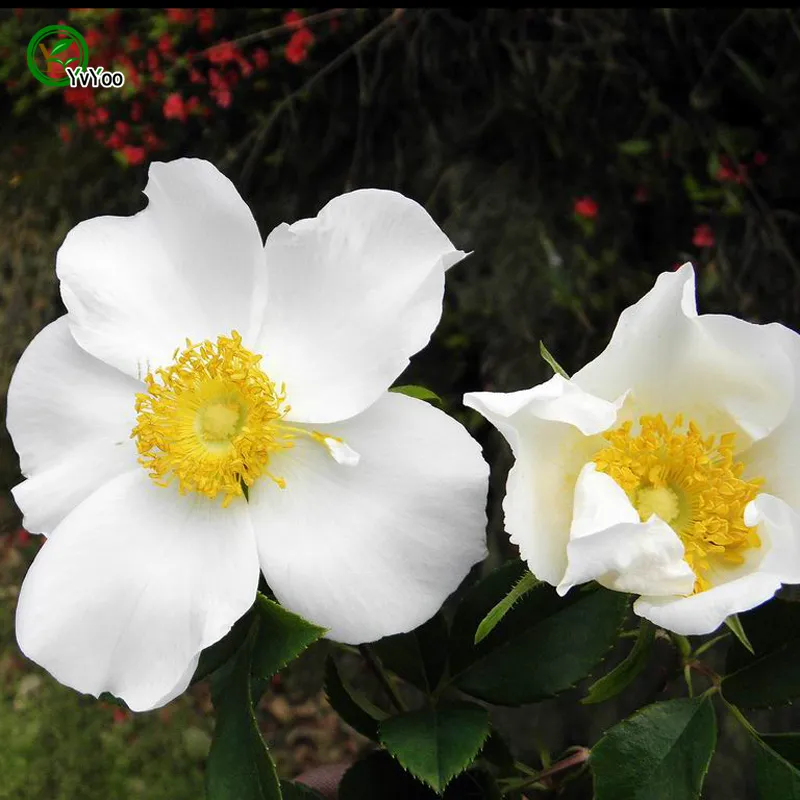Semi di rose di Cherokee Semi rari Semi di fiori fai da te Pianta da giardino di casa facile da coltivare 50 particelle / lotto H08