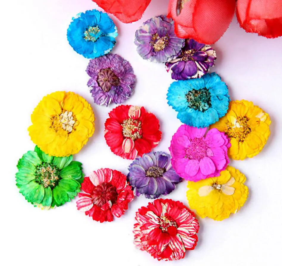 100 piezas Flor de hibisco seco prensado para fiestas de boda Collar collar de hogar accesorios de ramas de bricolaje