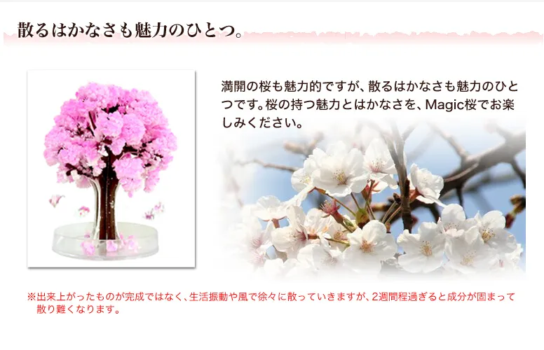iWish 14x11cm Visual 2017 Pink Big Grow Magic Japanese Sakura Paper Tree Kit di alberi che crescono magicamente Desktop Cherry Blossom Christmas 