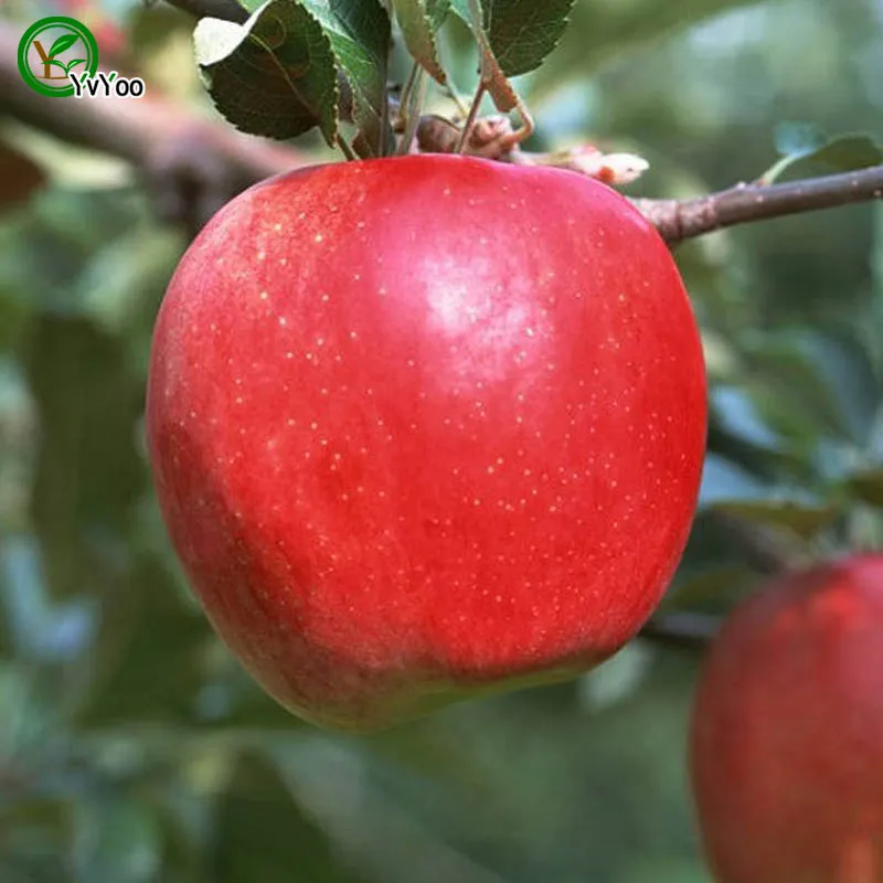 Contenere frutti vitaminici semi di mela verde verdure organiche e semi di frutta deliziosi 30 particelle / lotto V011