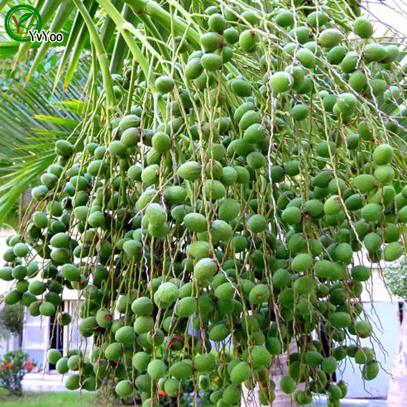 Semi di Areca Bonsai Tree Seeds Home Garden Decoration 1 Particles / Bag N016