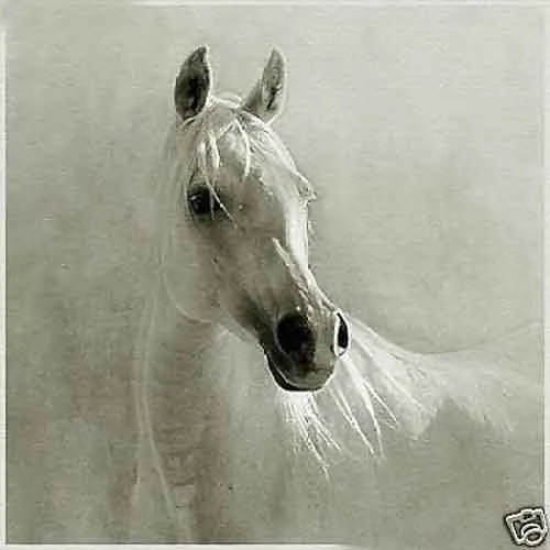 Cavalo branco pintura a óleo de arte clássica na qualidade do museu de lona em multi tamanho escolhido