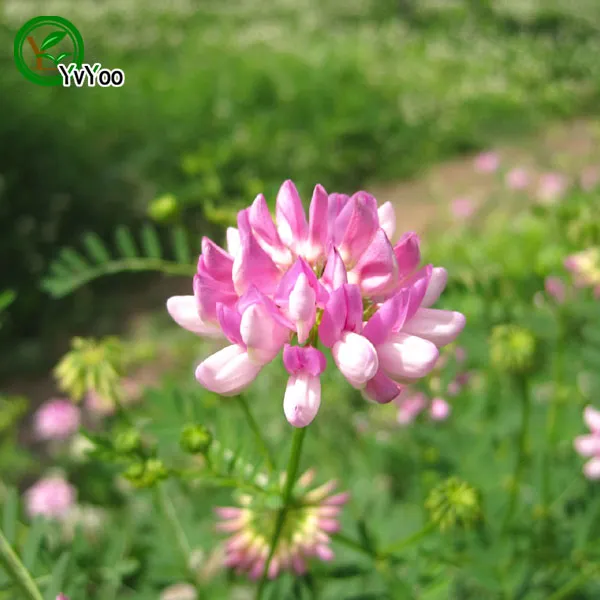 Crown Vetch Seeds Flower Seeds Bonsai Plant For Home Garden 50