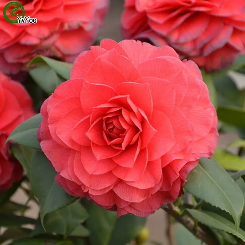 Camellia Seeds Organic Flower Seeds Indoor Bonsai plant 10 particles / lot F012