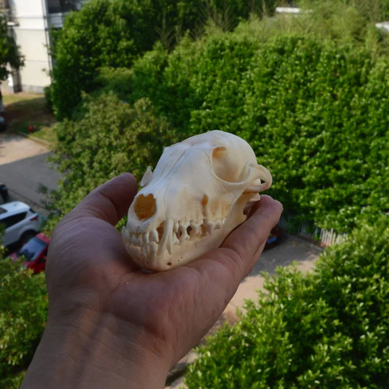 Réel véritable animal crâne squelette renard taxidermie approvisionnement fournitures os art outil