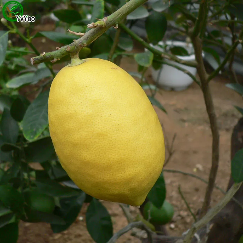 Semi di limone giallo frutta del delizioso frutta mini semi di albero di frutta in vaso interessante pianta di bonsai 30 particelle / lotto X008