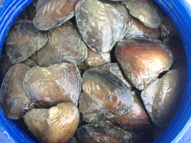 Naturlig sötvatten stora monster ostron bulk 10st vakuum packade naturliga pärlor stor önskan pearl oyster skal bp007