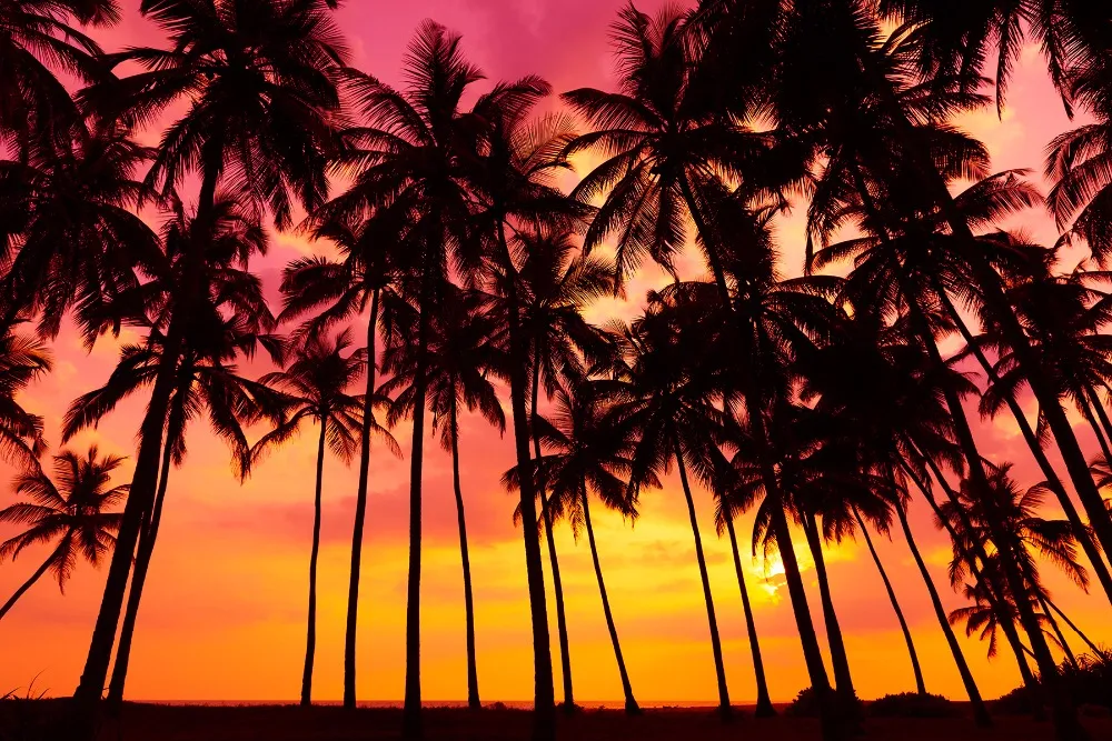 Belle tombée de la nuit ciel paysage palmiers coucher de soleil plage photographie arrière-plan vacances d'été mariage Photo décors papier peint scénique