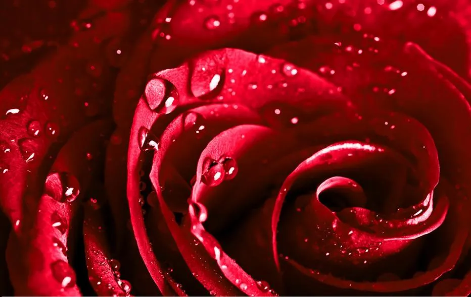 Beautiful red water drops roses mural 3d wallpaper 3d wall papers for tv backdrop