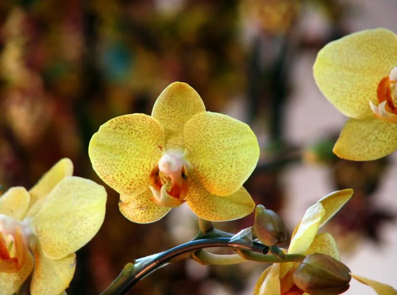 semi di orchidea idroponica gialla, fiori al coperto bonsai quattro stagioni, orchidee Phalaenopsis - 50 pezzi semi