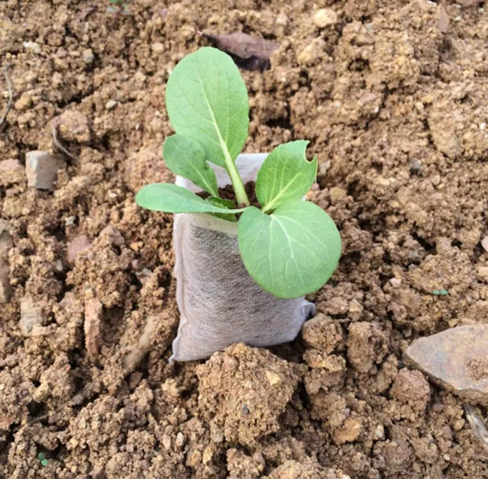 -pack flor planta orgánica vegetal semilla germinada planto brote corte clon crezca olla olla tela no tejida bolsa transpirable degradable