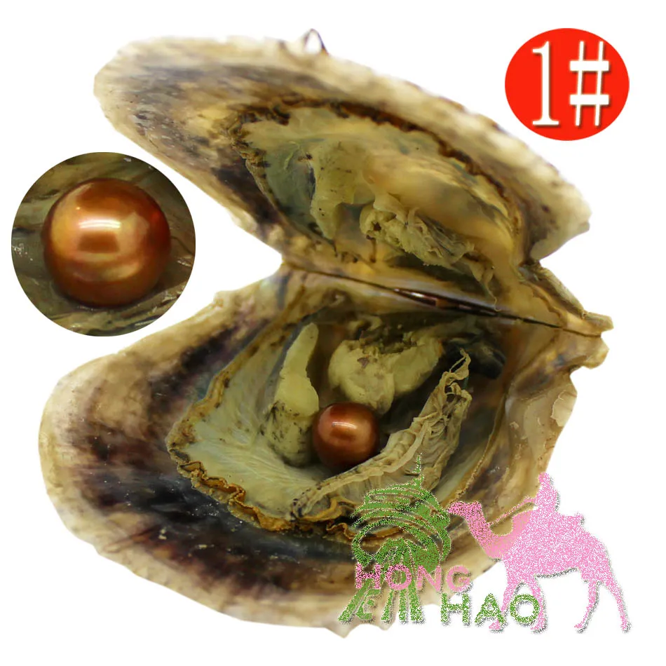 Akoya pearl hotsell oyster pearls