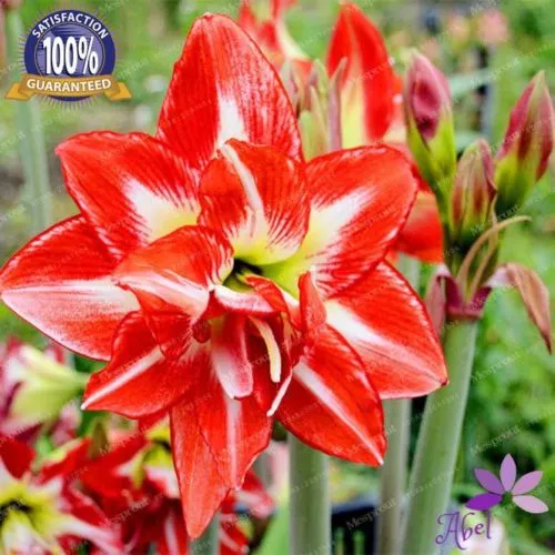 4 Bulbs Amaryllis Bulbs,True Hippeastrum Bulbs Flowers Not Seeds Cheap