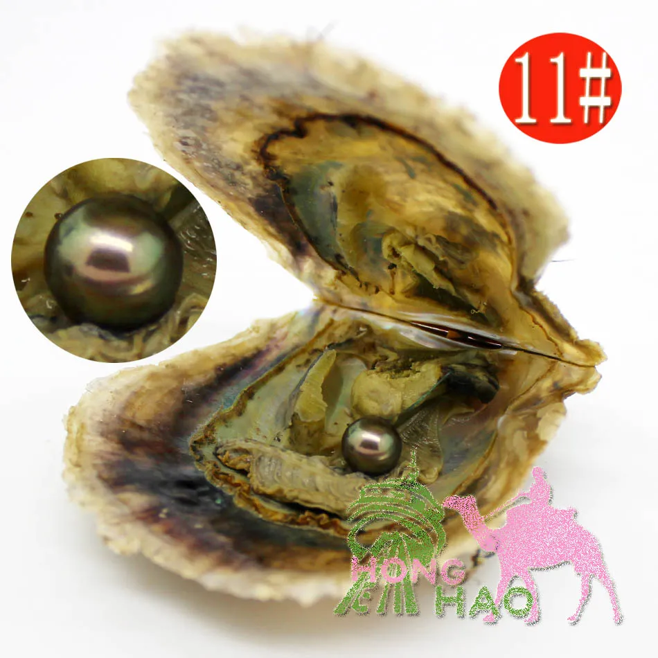 6-7mm couleur #11 huîtres emballées sous vide huître perlée akoya huître perlée d'eau salée plusieurs couleurs