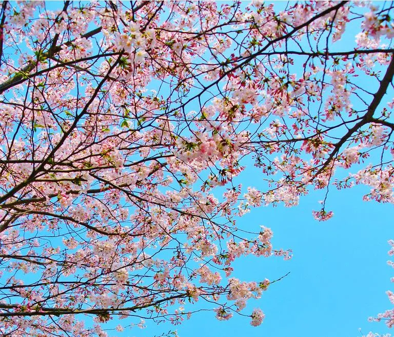 3d tak väggmålningar tapet anpassade fotovägg väggmålning 3d tak blå himmel körsbärsblommor för väggmålningar tapet vardagsrum 3d tak