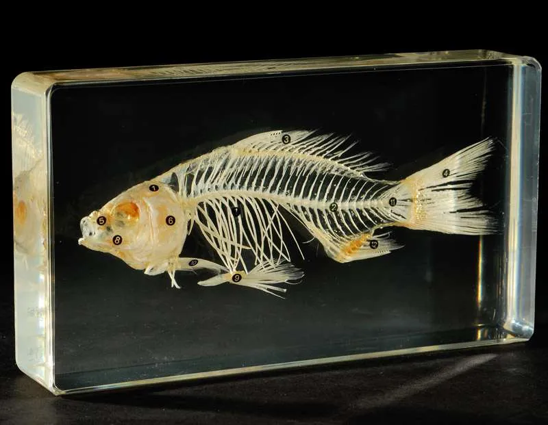 Fish Skeleton Specimen Acrylic Resin Embedded Animal Skeleton Education  Toys Transparent Mouse Paperweight Student Biology Science Kits From  Bestspecimenshop, $42.82