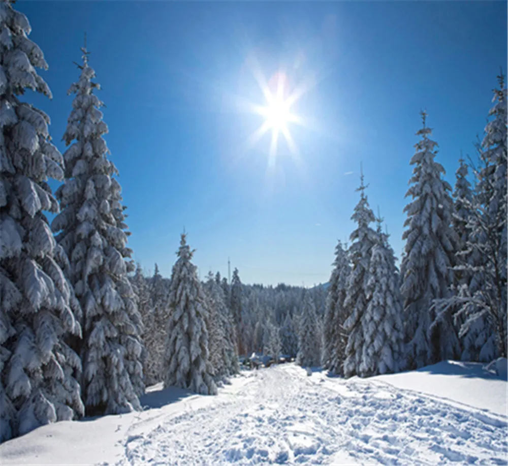 Fondali invernali con cielo azzurro soleggiato per la fotografia, pini bianchi spessi coperti di neve, piste da sci, vacanze di Natale, sfondo per cabine fotografiche per bambini