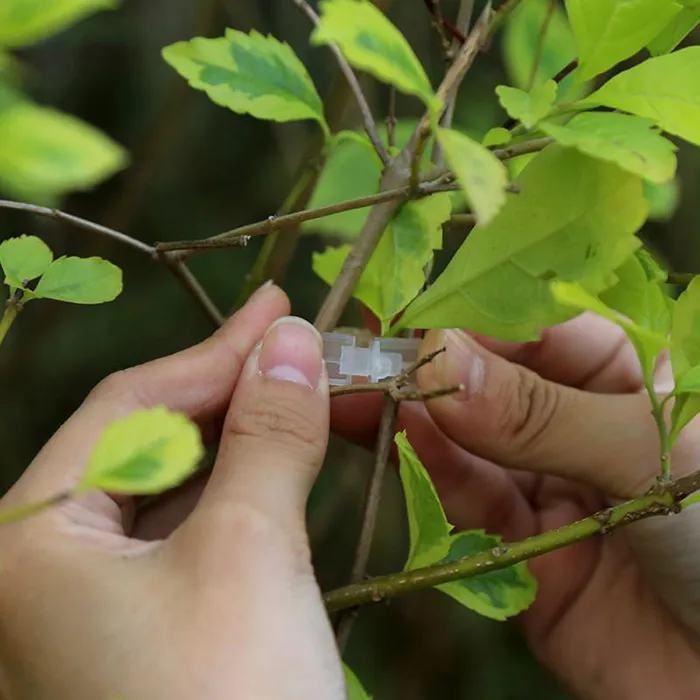 100 sztuk / opakowania Hurtownie plastikowe sadzenie Springting Clips Oprawa do pomidorów i wiśniowych rolnictwa narzędzi Sadzarka Oddział TIDRIL TOMATO STEM blokada