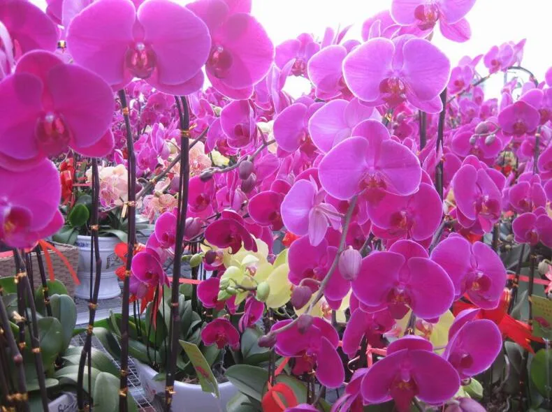 semi di orchidee idroponiche, fiori al coperto bonsai quattro stagioni, orchidee Phalaenopsis - 50 pezzi semi