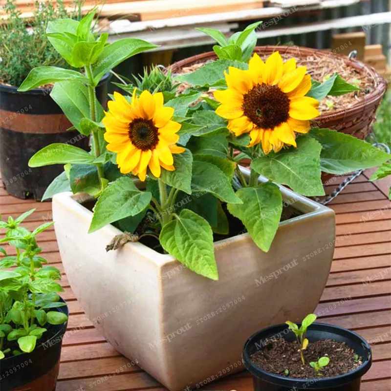 Как посадить подсолнух. Подсолнухи на даче. Подсолнечник сорт «скороспелый 87» элита. Сеянец подсолнуха. Подсолнечник декоративный ванилла айс.