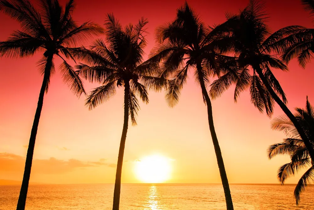 Palmiers coucher de soleil plage photographie arrière-plan beau ciel rouge paysage nocturne vacances d'été mariage photo décors papier peint scénique