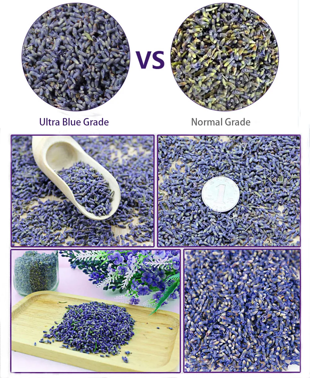 Boccioli di lavanda profumati fiori secchi organici interi ultra blu grado 1 libbra8004334