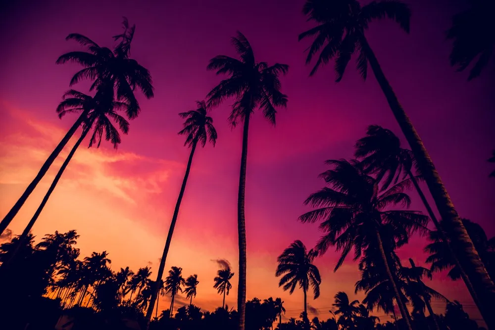 Beau ciel violet palmiers coucher de soleil plage photographie fond tombée de la nuit papier peint panoramique vacances d'été mariage photo décors 10x8ft