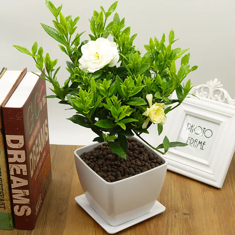 20 / PCS Gardenia planta en maceta plantas de purificación de aire de  plantas ornamentales con balcón