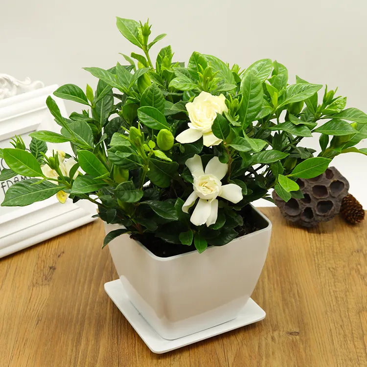 20 / PCS Gardenia planta en maceta plantas de purificación de aire de  plantas ornamentales con balcón