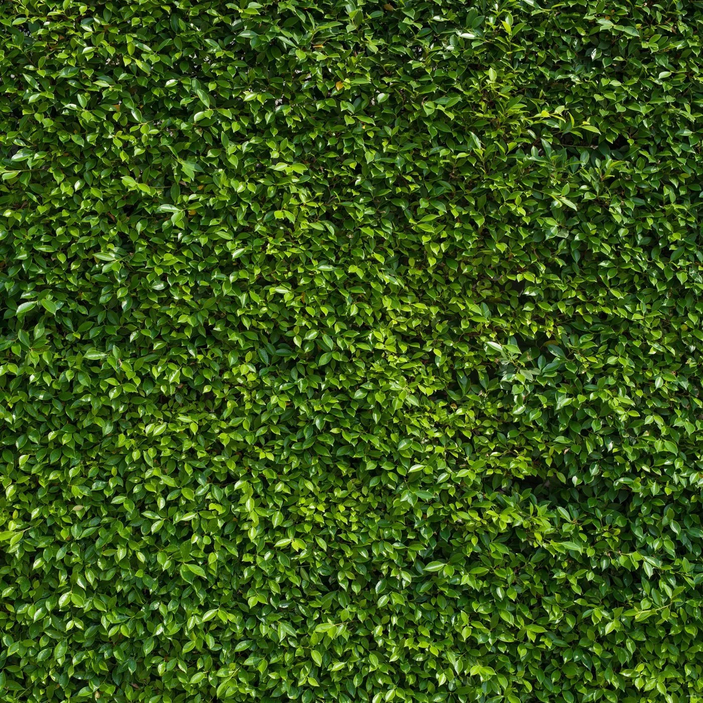 Green Leaves Wall Photography Backdrops Vinyl Spring Theme Photo Shoot Backdrop Children kids Portrait Studio Background 10x10ft