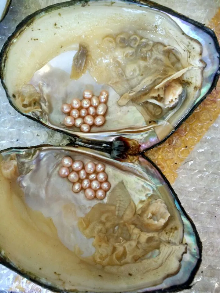 Cultured Pearls Pearl Oysters For Sale Bulk Akoya Oysters With