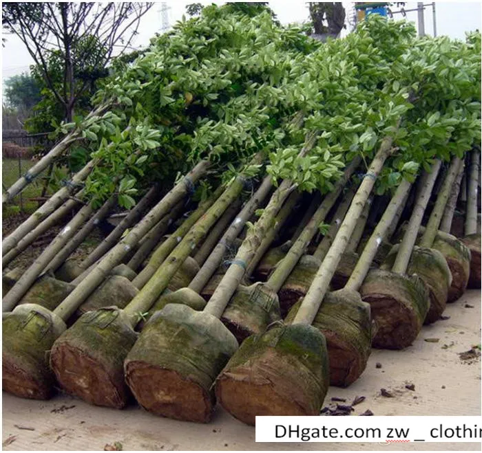 Sacs de culture de jardin en gros pour pots de plantes de fleurs tissu non tissé bref pratique pots de culture réutilisables sac de plantation avec poignées