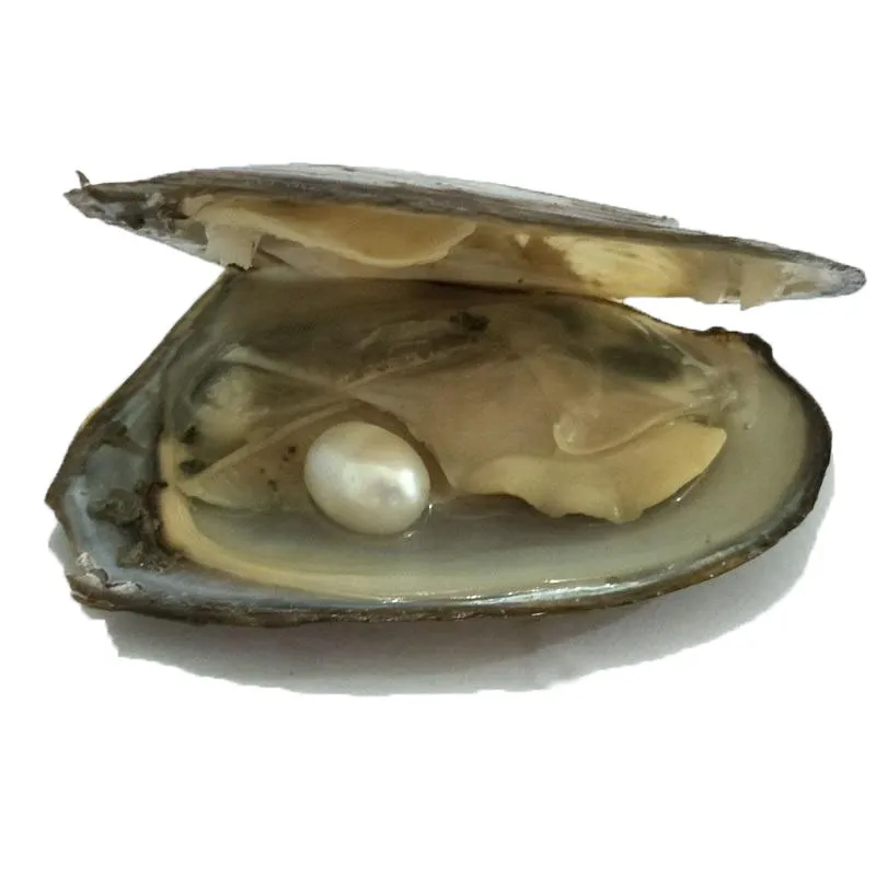 2017 Agua Dulce Oyster Pearl Oval Perla Redonda Natural 7-10 mm DIY Decoraciones de Regalo Envases al Vacío Al Por Mayor Blanco Rosa Purpel Negro