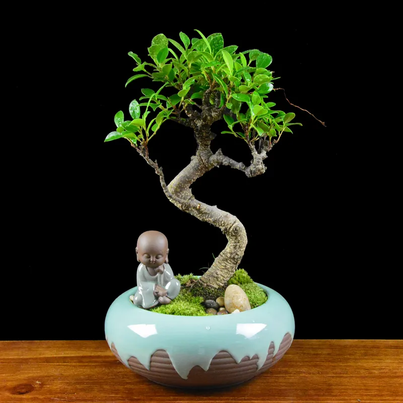 Complete Guide To Water A Potted Bonsai Tree Correctly 1 rBVaI1kpJemAPuOpAAUtw2lN3rA955