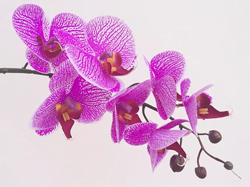 Gerçek Dokunmatik Orkide 7 Kafaları Lateks Orkide Çiçek Sahte Phalaenopsis Çakmak Mor Düğün Centerpieces Ev Partisi Dekoratif Çiçekler için