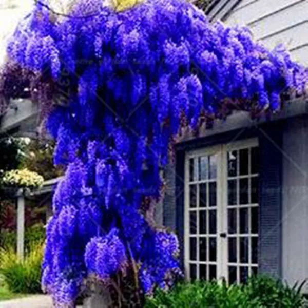 10 sementes / pacote. Venda quente New Blue Wisteria Sementes de árvore Indoor Plantas Ornamentais Sementes de Flor Wisteria Sementes, Bonito Seu Gardon